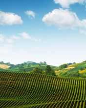 Amazing Rural Landscape With Green Vineyard On Italy Hills. Vine Making Background