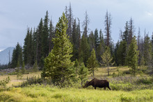 Shiras Moose Of The Colorado Rocky Mountains