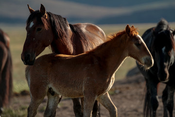 Naklejka na meble Desert Wild Horses