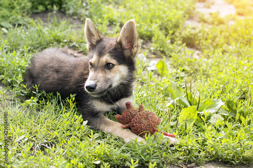 Foto the puppy is playing in the garden near the house