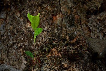 Wall Mural - Sapling sprout on middle the tree trunk. Jack fruit tree.