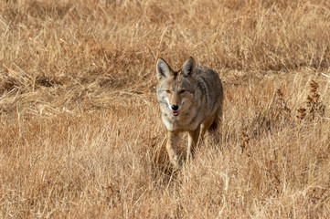 Wall Mural - Coyote in field at Bosque del Apache National Wildlife Refuge, San Antonio, New Mexico