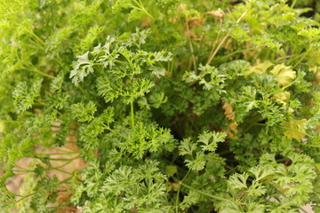 Parsley