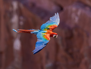 Wall Mural - Red and Green macaw in full flight from above.