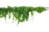 Fototapeta Sawanna - vine plant climbing isolated on white background. Clipping path