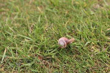 Snail