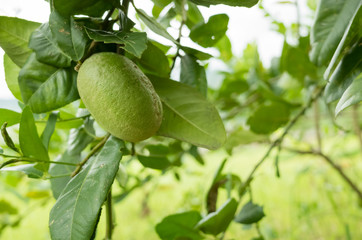 green lemon fruit