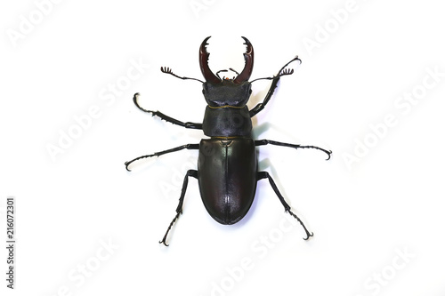 Fotografie, Obraz stag beetle (Lucanus cervus) on a white background.