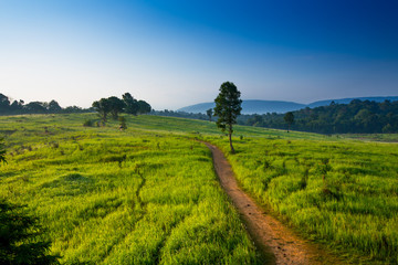 Khao Yai National Park. Thailand.