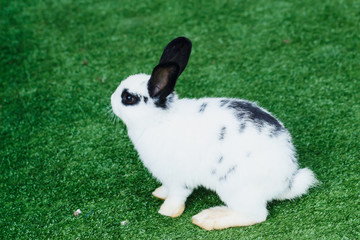 white rabbit on artificial green grass.