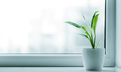 Canvas Print - Green plant on the windows