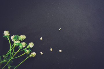 Wall Mural - Beautiful flower on black background.