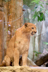 Cute kitten mountain lion (Puma concolor) also commonly known as the cougar, panther, or catamount on a rocky ledge. Animal and wildlife concept. Observation and conservation