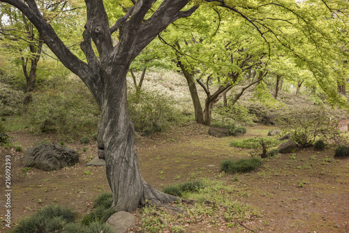 Fotografie, Obraz Twisted trunk of a maple tree in the Rikugien park garden in Bunkyo district, north of Tokyo