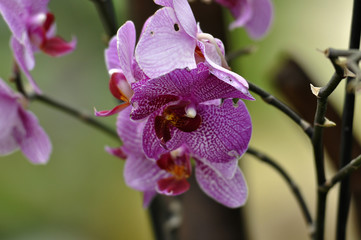 Wall Mural - Orchid flower in the Park