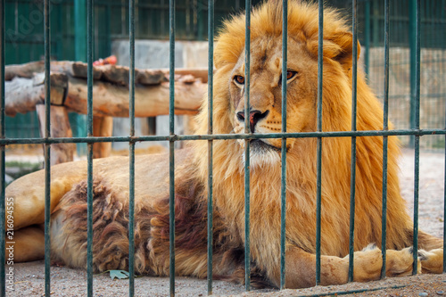 A lion lies in the cage. The majestic king of beasts. Poster Mural XXL