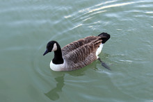 Swimming Canada Barnacle Goose On Teal Green Water