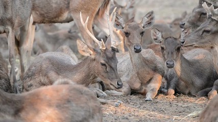 Sticker - group of rusa deer