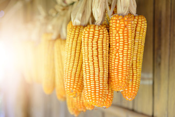 Bunch of dry yellow sweet corn hanging under wooden roof of rural rustic farm house, Old House