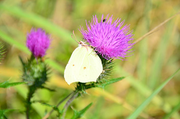 Wall Mural - The yellow butterfly sits on a violet flower in Russia Siberia