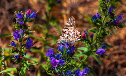 Zdjęcie XXL Motyl na kwiacie