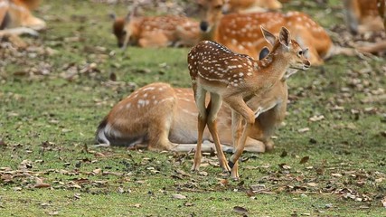 Sticker - sika deer in the forest