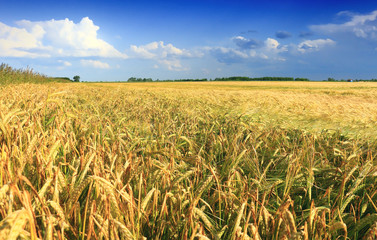 Canvas Print - Wheat field against a blue sky