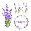 Set of lavender flowers elements. Botanical illustration. Collection of lavender flowers on a white background. Vector illustration bundle.