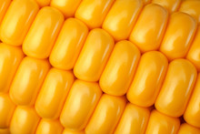Corn Vegatable Closeup Background