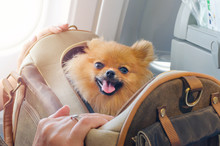 Small Dog Pomaranian Spitz In A Travel Bag On Board Of Plane, Selective Focus