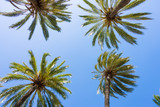 Fototapeta Niebo - Green palm trees from below against blue sky as backgroung