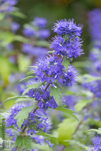 Foto Clandon-Bartblume 'Blauer Spatz' (Caryopteris x clandonensis)