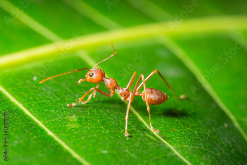 Plakat Makro- czerwona mrówka na liściu