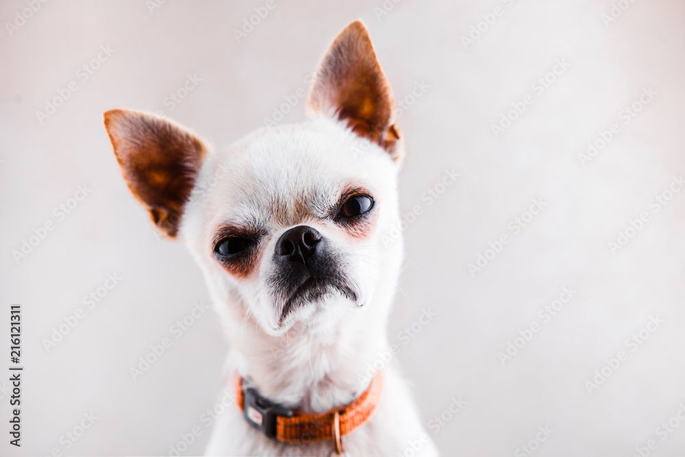 chihuahua muzzle size