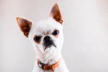 Evil Chihuahua Looks Into The Camera With A Displeased Expression Of The Muzzle.