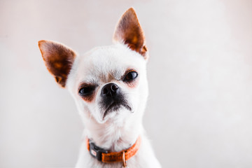 evil chihuahua looks into the camera with a displeased expression of the muzzle.