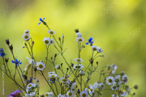 Field Flowers Chamomile And Cornflower Beautiful Flower Natural