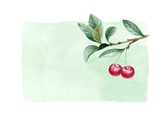 Wall Mural - Watercolor illustration of cherry