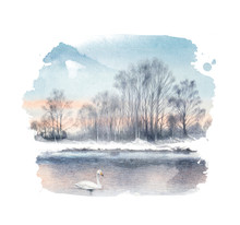 White Mute Swan On A Lake. Watercolor Painting