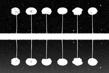Canvas Print - Landscape with trees at night. Vector illustration with isolated silhouettes of maples reflected in water under starry sky. Inverted black and white