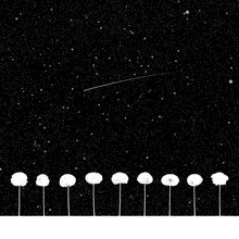 Landscape With Trees At Night. Vector Illustration With Isolated Silhouettes Of Maples Growing In Grass Under Starry Sky. Inverted Black And White
