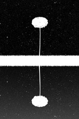 Sticker - Landscape with lonely tree at night. Vector illustration with isolated silhouette of maple reflected in water under starry sky. Inverted black and white
