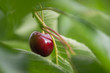 Ripe cherry hanging on tree, framed by leaves with soft focus background