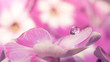 Water droplet on pink flower petal, refracting most of the out of focus background clearly