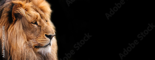 Photo  Lion. Graphic design, label with a close-up of a lion.