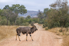 Nyala In Kruger National Park, South Africa ; Specie Tragelaphus Angasii Family Of Bovidae