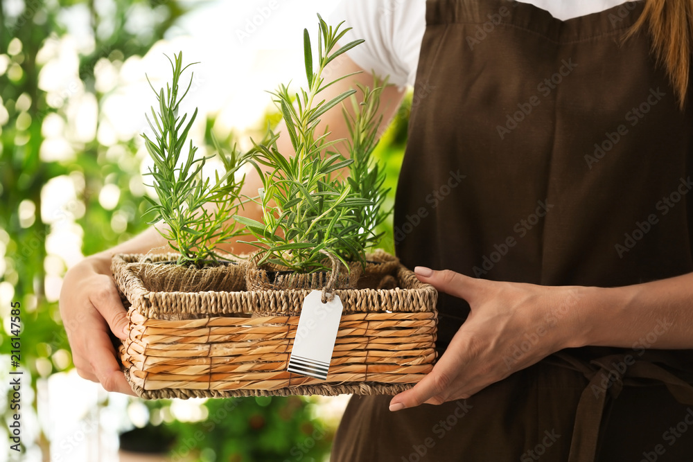 Woman holding basket with fresh rosemary on blurred background