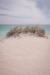 © RooM The Agency - Close-up of grass growing on a sand dune, Australia