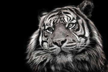 Wall Mural - Black and white image of a tiger in high quality