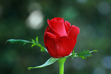 Close-up Of A Red Rose Growing In A Garden 